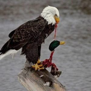 Meet your Posher, Randy